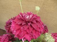 Jiřinka 'Spartacus' (Dahlia)