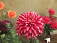 Jiřinka 'Santa's Helper' (Dahlia)