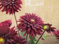 Jiřinka 'Alauna Jais' (Dahlia)