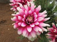 Jiřinka 'Verdi' (Dahlia)