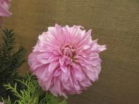 Jiřinka 'Vassio Megos' (Dahlia)