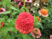 Ostálka sličná 'Skabiosa' (Zinnia elegans)