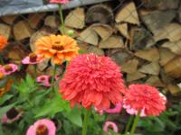 Ostálka sličná 'Skabiosa' (Zinnia elegans)