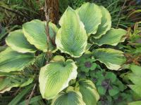 Bohyška 'Eclipse' (Hosta)