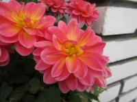 Jiřinka 'Lubega Power Tropical Punch' (Dahlia)