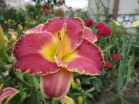 Denivka 'Charmed Existence' (Hemerocallis)