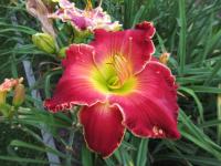 Denivka 'Barbara Mandrell' (Hemerocallis)