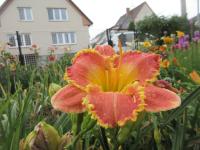 Denivka 'Frisco Frolic' (Hemerocallis)