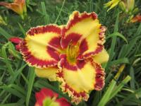 Denivka 'Collaboration' (Hemerocallis)