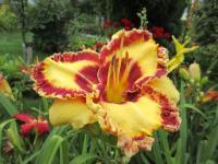 Denivka 'Collaboration' (Hemerocallis)