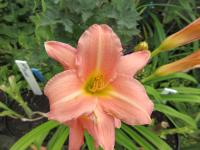 Denivka 'Hall's Pink' (Hemerocallis)