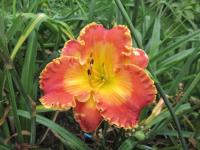 Denivka 'Martian Tornado' (Hemerocallis)
