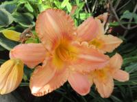 Denivka 'Peach Fantasy' (Hemerocallis)