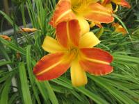 Denivka 'Frans Hals' (Hemerocallis)