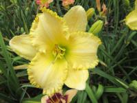 Denivka 'Golden Shine' (Hemerocallis)