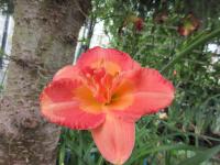 Denivka 'Gladys Campbell' (Hemerocallis)
