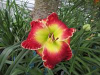 Denivka 'Yuletide Magic' (Hemerocallis)