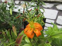 Lilie Henryova (Lilium henryi)