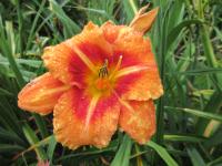 Denivka 'Tigger' (Hemerocallis)
