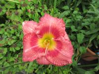 Denivka 'Cherrystone' (Hemerocallis)