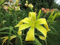 Denivka 'Delicious Apple' (Hemerocallis)