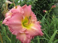 Denivka 'Absolute Treasure' (Hemerocallis)