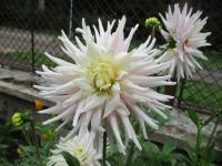 Jiřinka 'Val's Candy' - Semikaktusovité jiřinky (Dahlia)