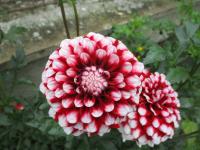 Jiřinka 'Checkers' - Dekorační jiřinky (Dahlia)