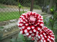 Jiřinka 'Checkers' - Dekorační jiřinky (Dahlia)