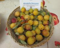 Slivoň švestka 'Mirabelka Nancyská' (Prunus domestica)
