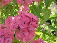 Hvozdík vousatý 'Newport Pink' (Dianthus barbatus)