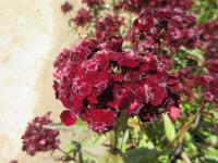 Hvozdík vousatý 'Sooty' (Dianthus barbatus)