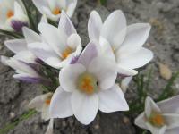 Šafrán zlatý 'Panda' (Crocus chrysanthus)
