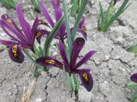 Kosatec síťkovaný 'JS Dijt' (Iris reticulata)