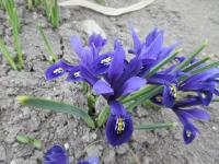 Kosatec síťkovaný 'Pixie' (Iris reticulata)