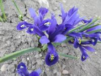 Kosatec síťkovaný 'Pixie' (Iris reticulata)