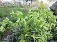 Čemeřice smrdutá (Helleborus foetidus)