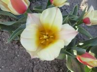 Tulipán 'Sylvia Warderer' - Greigii tulipány (Tulipa)