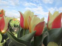 Tulipán 'Sylvia Warderer' - Greigii tulipány (Tulipa)