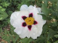 Pivoňka keřovitá 'Trojan Dark-Eyed Bride' (Paeonia suffruticosa)