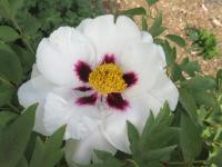 Pivoňka keřovitá 'Trojan Dark-Eyed Bride' (Paeonia suffruticosa)