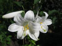 Lilie bělostná (Lilium candidum)