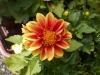 Jiřinka zahradní (Dahlia pinnata)