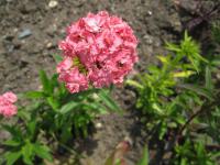 Hvozdík vousatý (Dianthus barbatus)