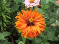 Ostálka sličná (Zinnia elegans)