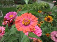 Ostálka sličná (Zinnia elegans)