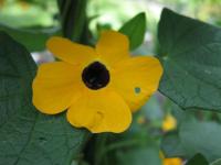 Thunbergie křídlatá (Thunbergia alata)