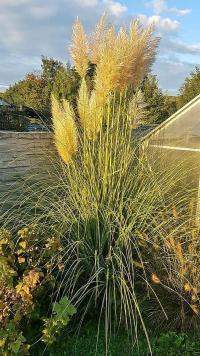 Pampas dvoudomý (Cortaderia selloana)