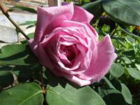 Růže Liparfum (Rosa)