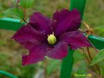 Plamének Jackmanův Warszawska Nike (Clematis x jackmanii)